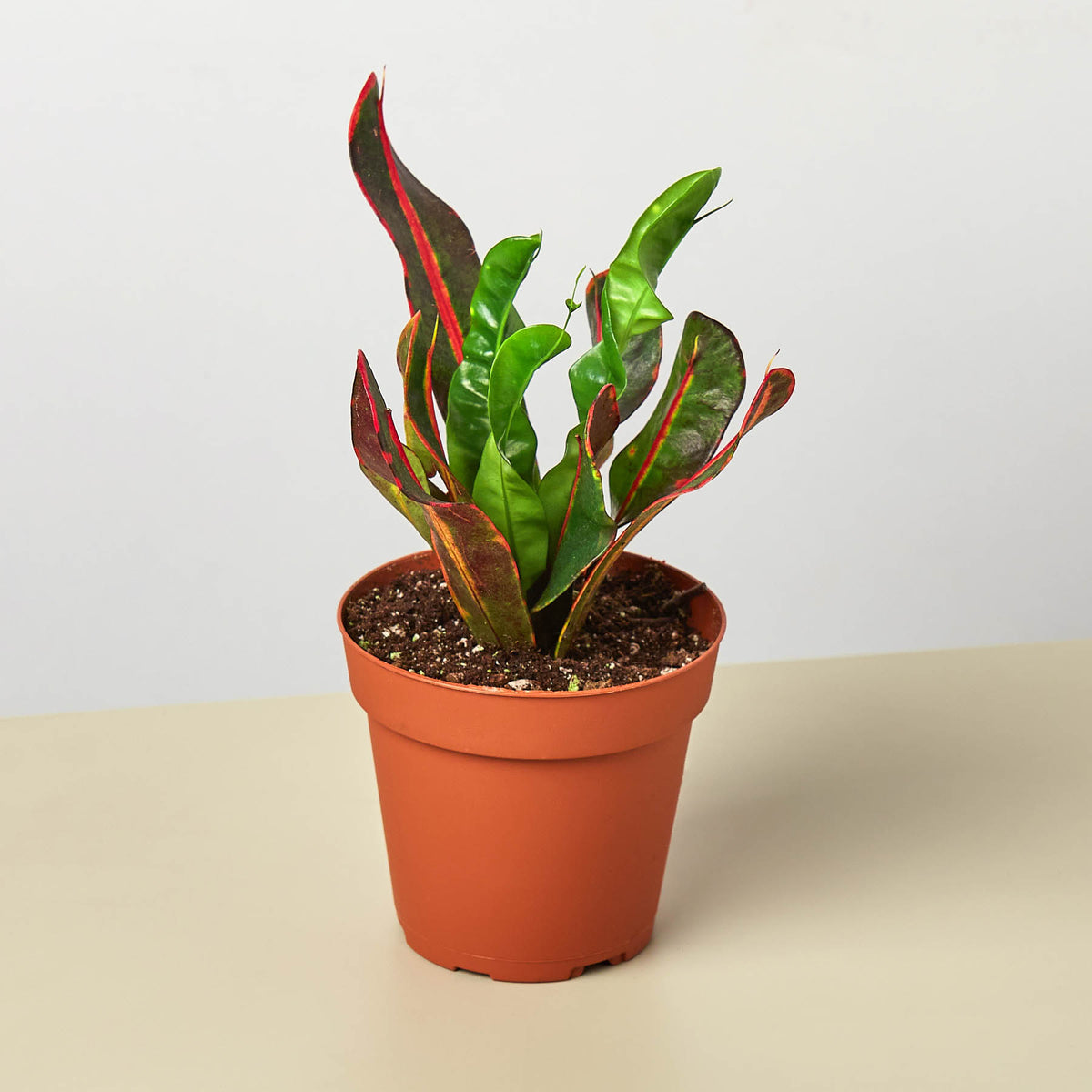 cottage farms mammy croton Croton Mammy | Indoor Plant | Tropical Plant | Potted Plant
