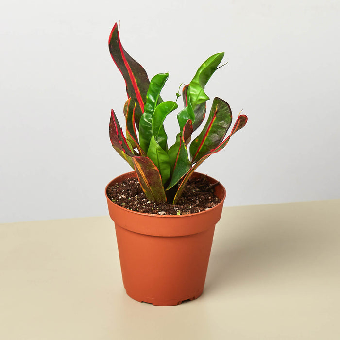croton mammy light Croton Mammy | Indoor Plant | Tropical Plant | Potted Plant