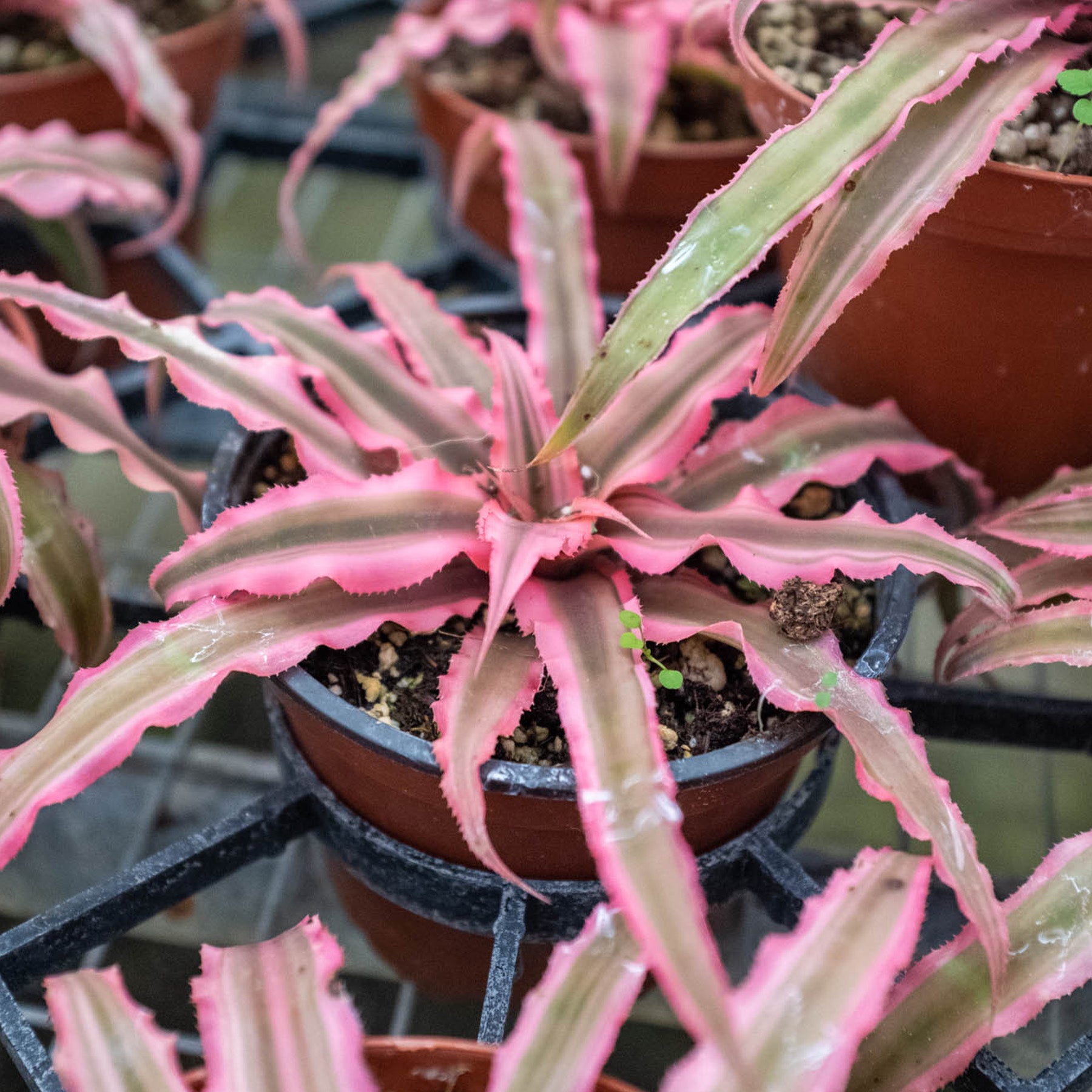 Cryptanthus 'Pink Star'
