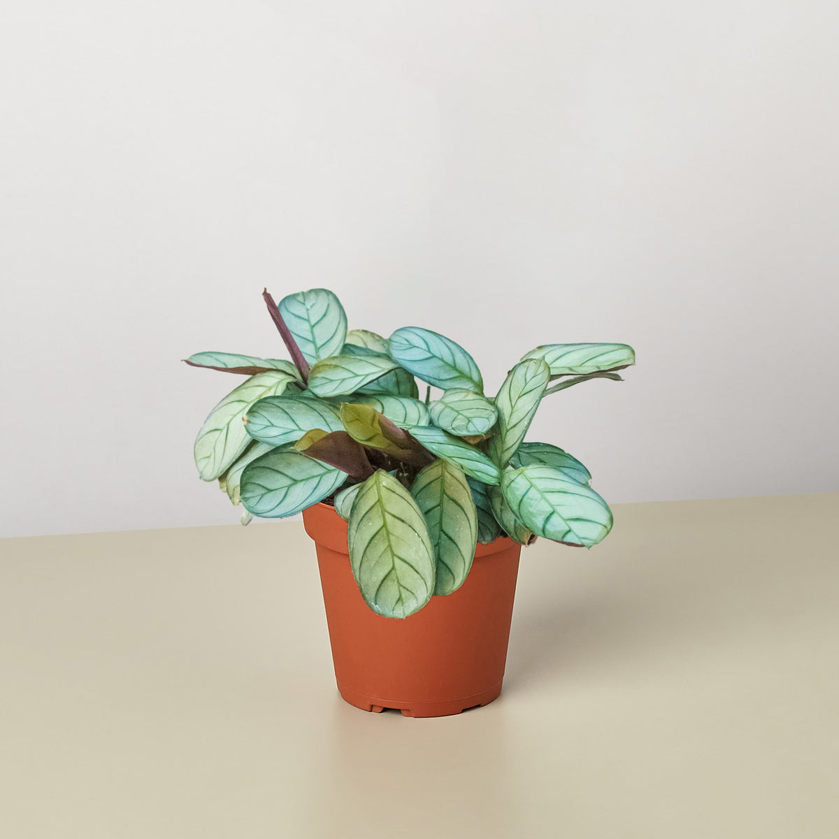 variegated cactus Opuntia Sunburst Variegated Cactus main image 1