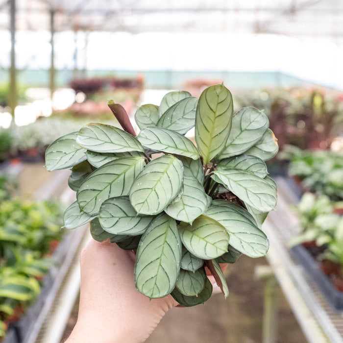 ctenanthe indoor plant Ctenanthe burle-marxii 'Amagris' | Indoor Plant | Tropical Plant | Potted Plant