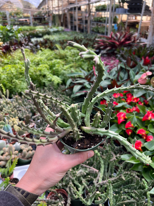 lifesaver cactus succulent Lifesaver Cactus | Indoor Plant | Tropical Plant | Potted Plant