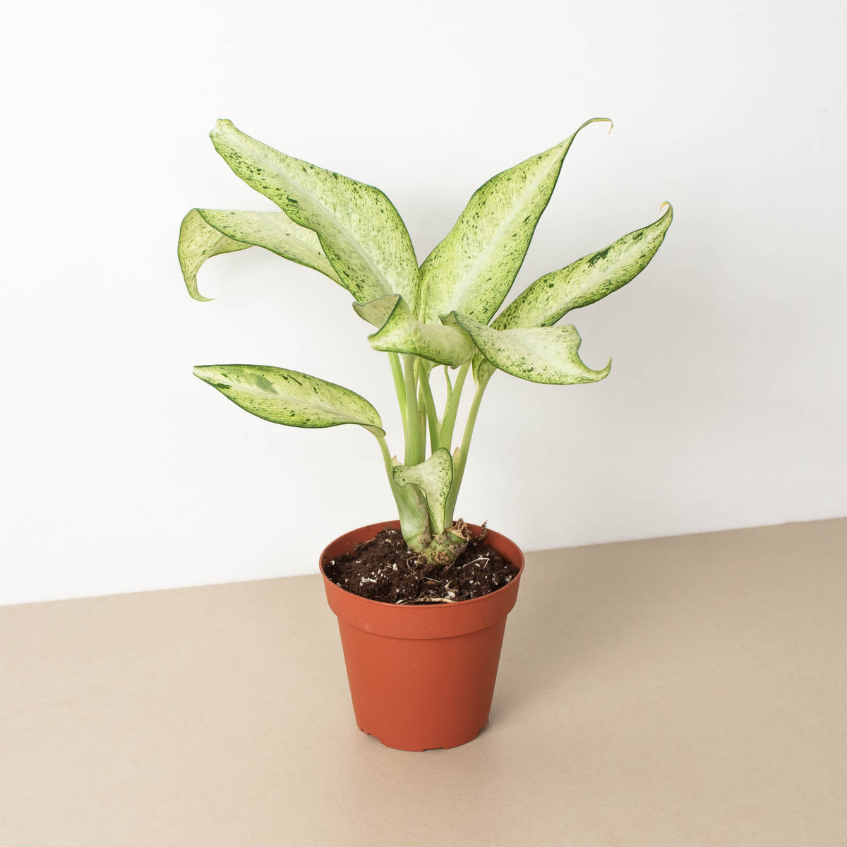 dieffenbachia army Dieffenbachia 'Camouflage' | Indoor Plant | Tropical Plant | Potted Plant