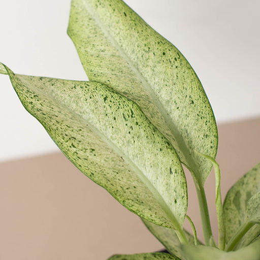 camouflage dieffenbachia plant Dieffenbachia 'Camouflage' | Indoor Plant | Tropical Plant | Potted Plant
