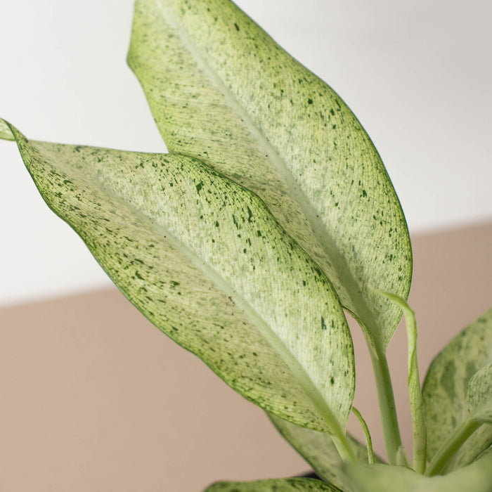dieffenbachia camouflage variant Dieffenbachia 'Camouflage'