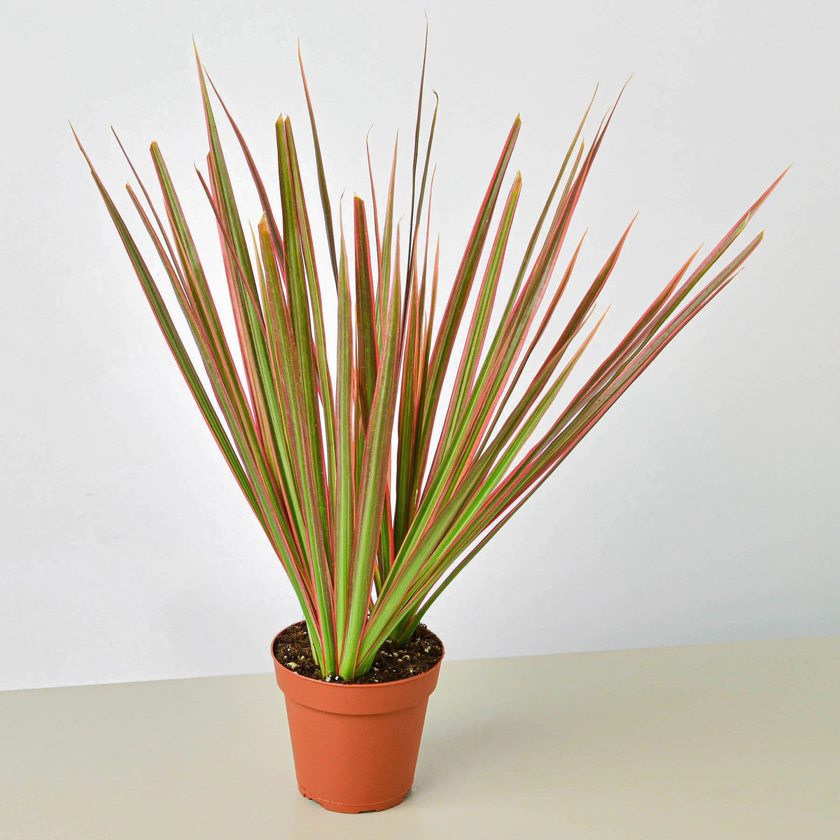 himalaya mix dracaena Dracaena 'Colorama'