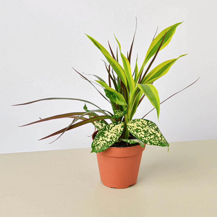 dracaena mix plant Dracaena 'Combo'