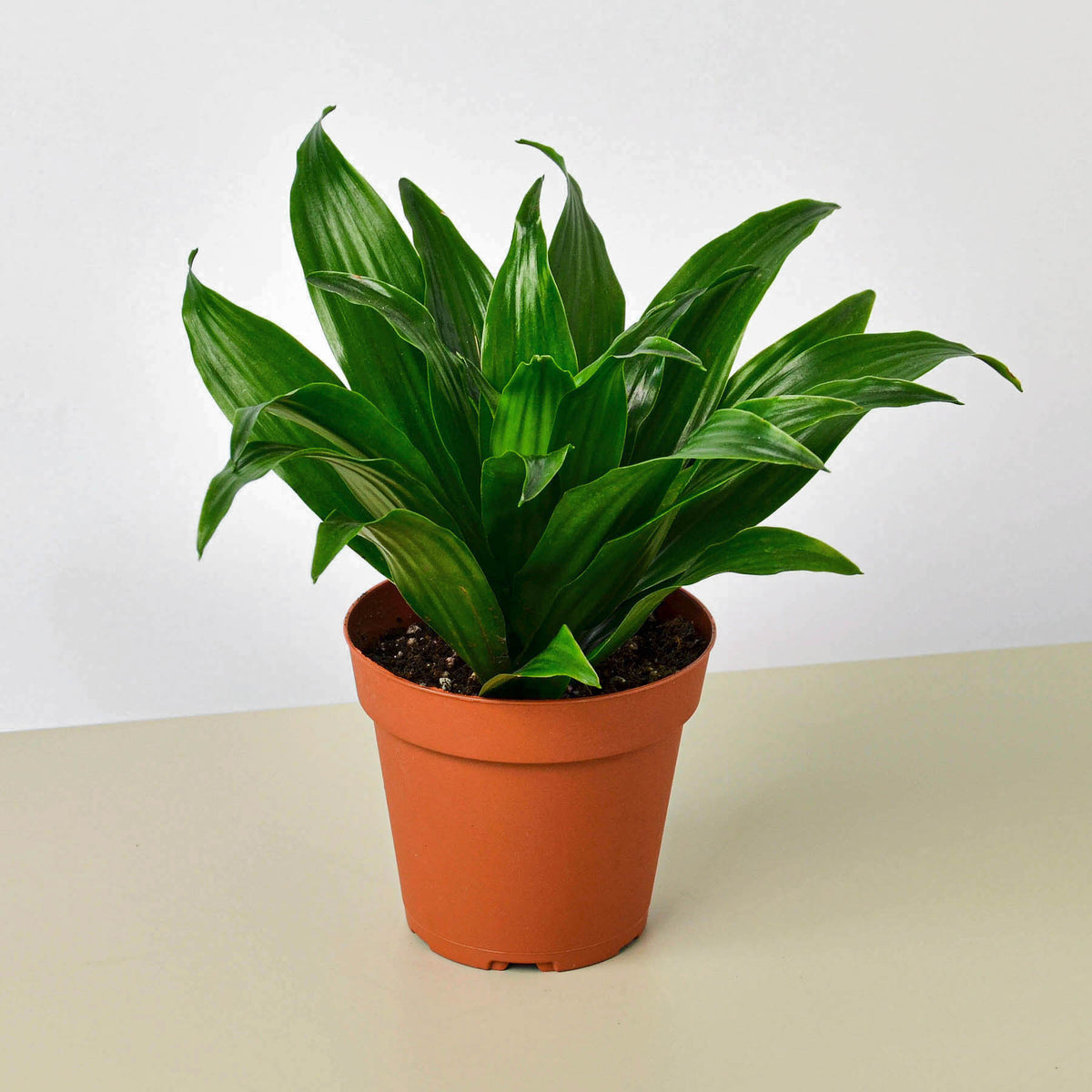 dracaena marginata compacta Dracaena 'Janet Craig' | Indoor Plant | Tropical Plant | Potted Plant