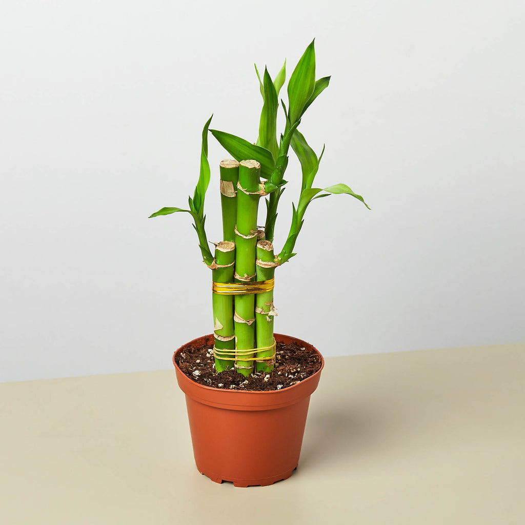 Dracaena 'Lucky Bamboo' | Indoor Plant | Tropical Plant | Potted Plant
