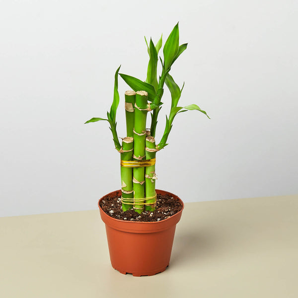 which bamboo plant is lucky for home Dracaena 'Lucky Bamboo' | Indoor Plant | Tropical Plant | Potted Plant