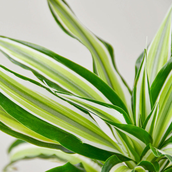 dracaena malachite Dracaena 'Malaika'