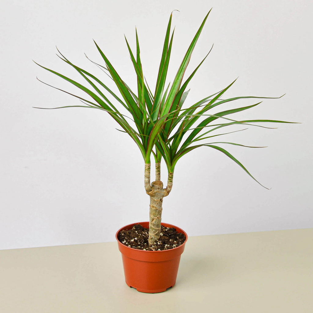 dracaena medusa Dracaena 'Marginata Cane'