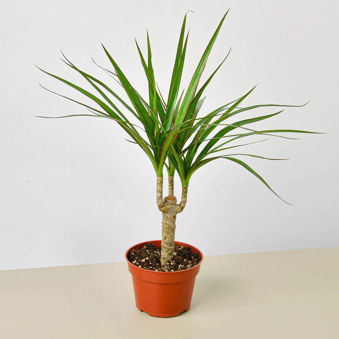dracaena plant common name Dracaena 'Marginata Cane' | Indoor Plant | Tropical Plant | Potted Plant