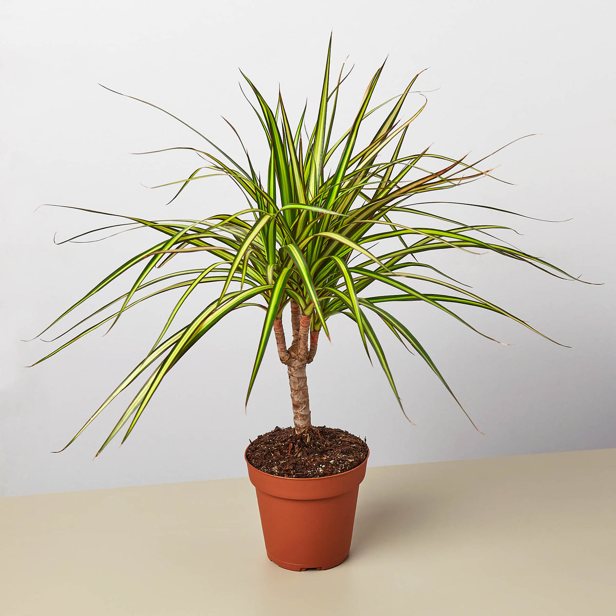 dracaena rainbow plant Dracaena Marginata 'Sunshine' | Indoor Plant | Tropical Plant | Potted Plant