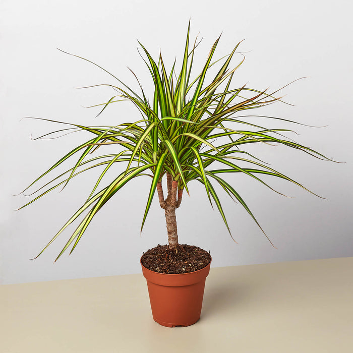 dracaena marginata indoor care Dracaena Marginata 'Sunshine'