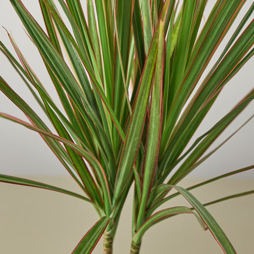 dracaena red and green Dracaena 'Red Margined'
