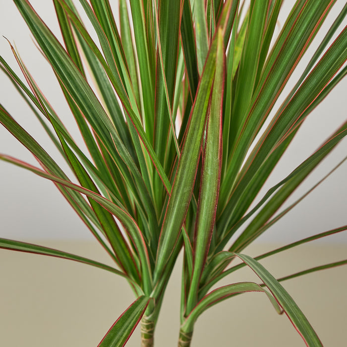 red star dracaena plant Dracaena 'Red Margined' | Indoor Plant | Tropical Plant | Potted Plant