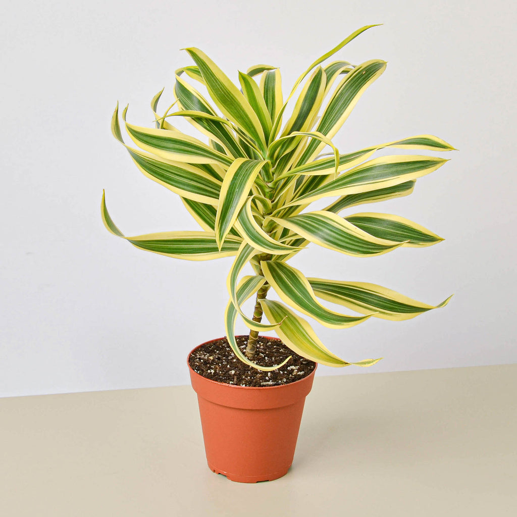 indian pot plants Dracaena Song of India | Indoor Plant | Tropical Plant | Potted Plant