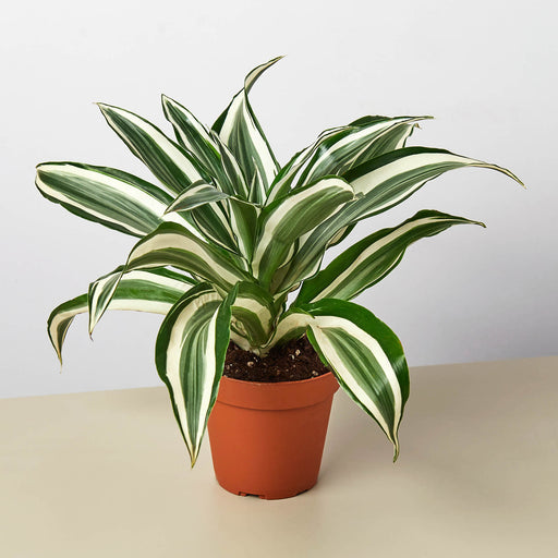 dracaena plants for sale Dracaena Warneckii 'White Jewel'