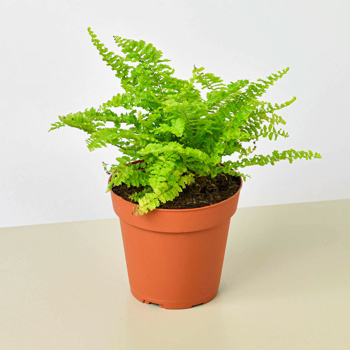 cotton plant indoor Cotton Candy Fern | Indoor Plant | Tropical Plant | Nephrolepis exaltata |  Potted Plant
