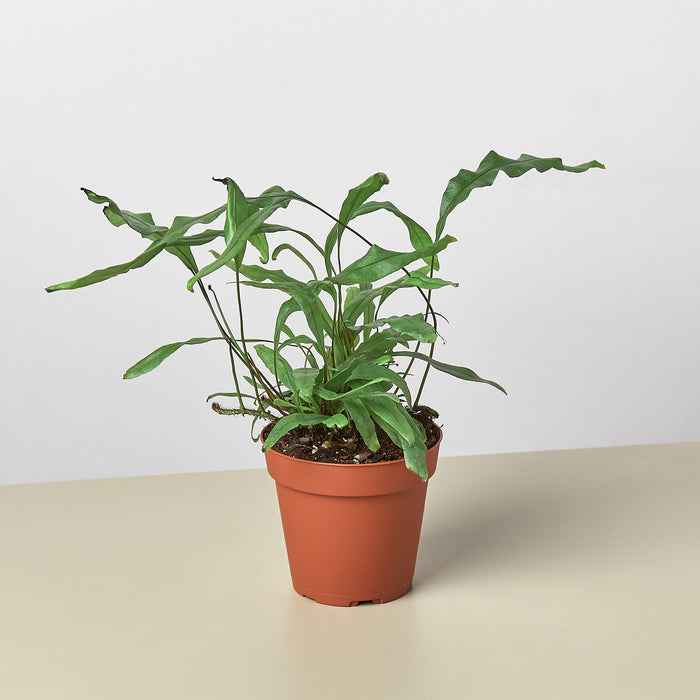 kangaroo paw indoor plant Fern 'Kangaroo Paw'