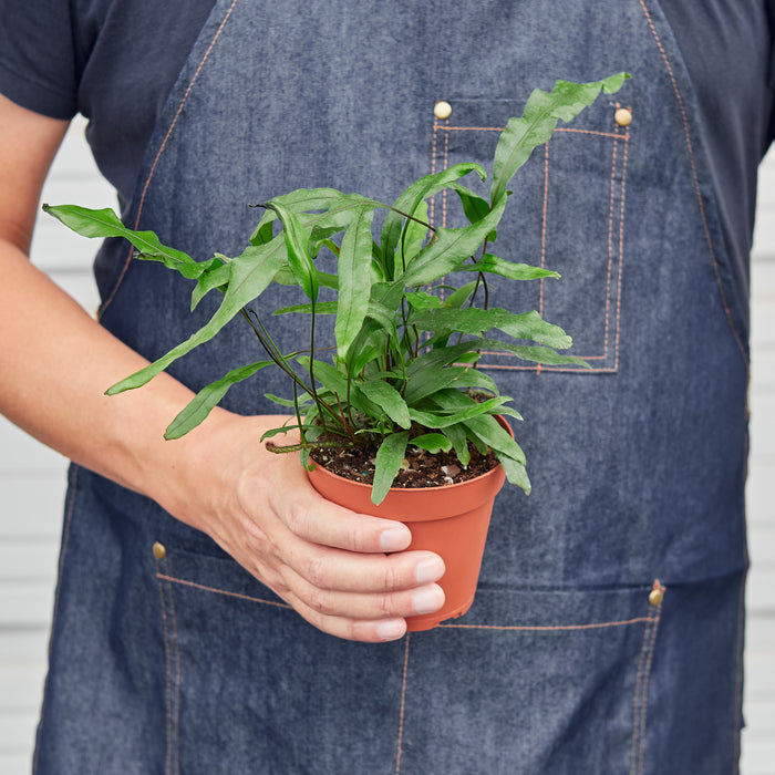 kangaroo paw plant in pots Fern 'Kangaroo Paw' | Indoor Plant | Tropical Plant | Potted Plant