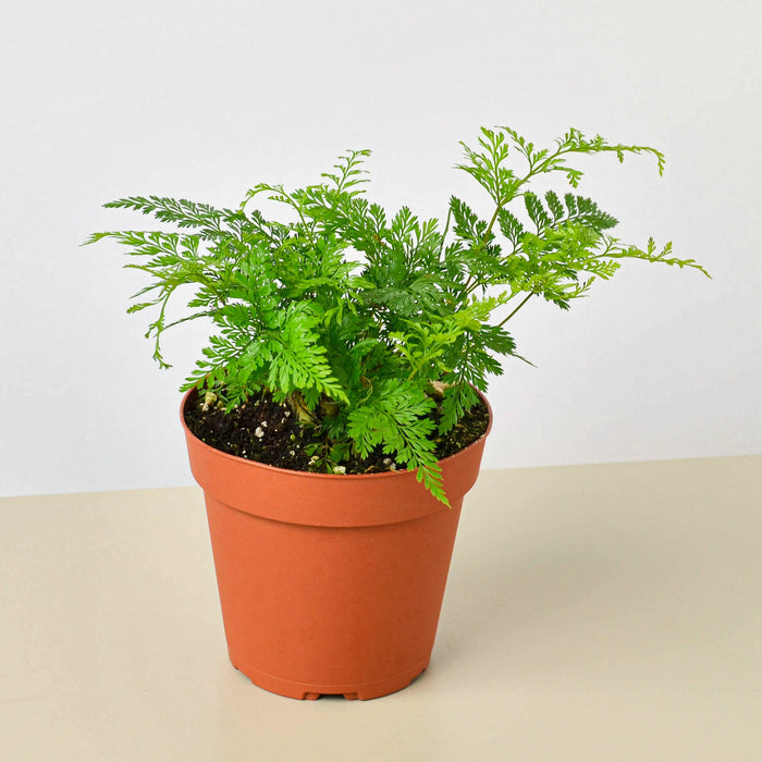 potted fern plants Rabbit's Foot Fern | Indoor Plant | Tropical Plant | Potted Plant