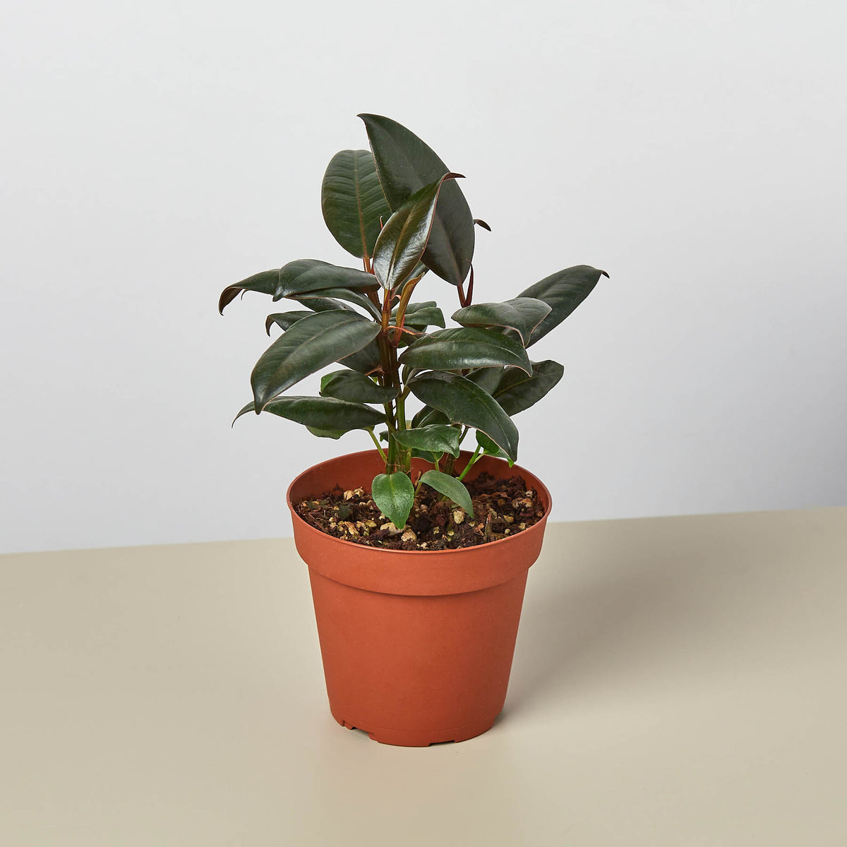 ficus burgundy indoor plant Ficus Elastica 'Burgundy' | Indoor Plant | Tropical Plant | Potted Plant