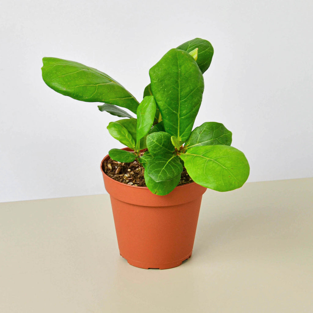 Ficus Lyrata 'Fiddle Leaf Fig' | Indoor Plant | Tropical Plant | Potted  Plant