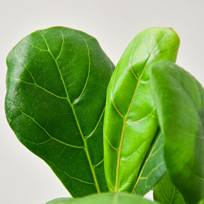 fiddle leaf fig scientific name Ficus Lyrata 'Fiddle Leaf Fig' | Indoor Plant | Tropical Plant | Potted Plant
