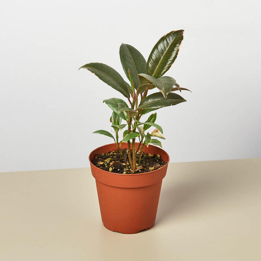ficus elastica tineke 60cm house plants delivered Ficus Elastica 'Tineke' | Indoor Plant | Tropical Plant | Potted Plant