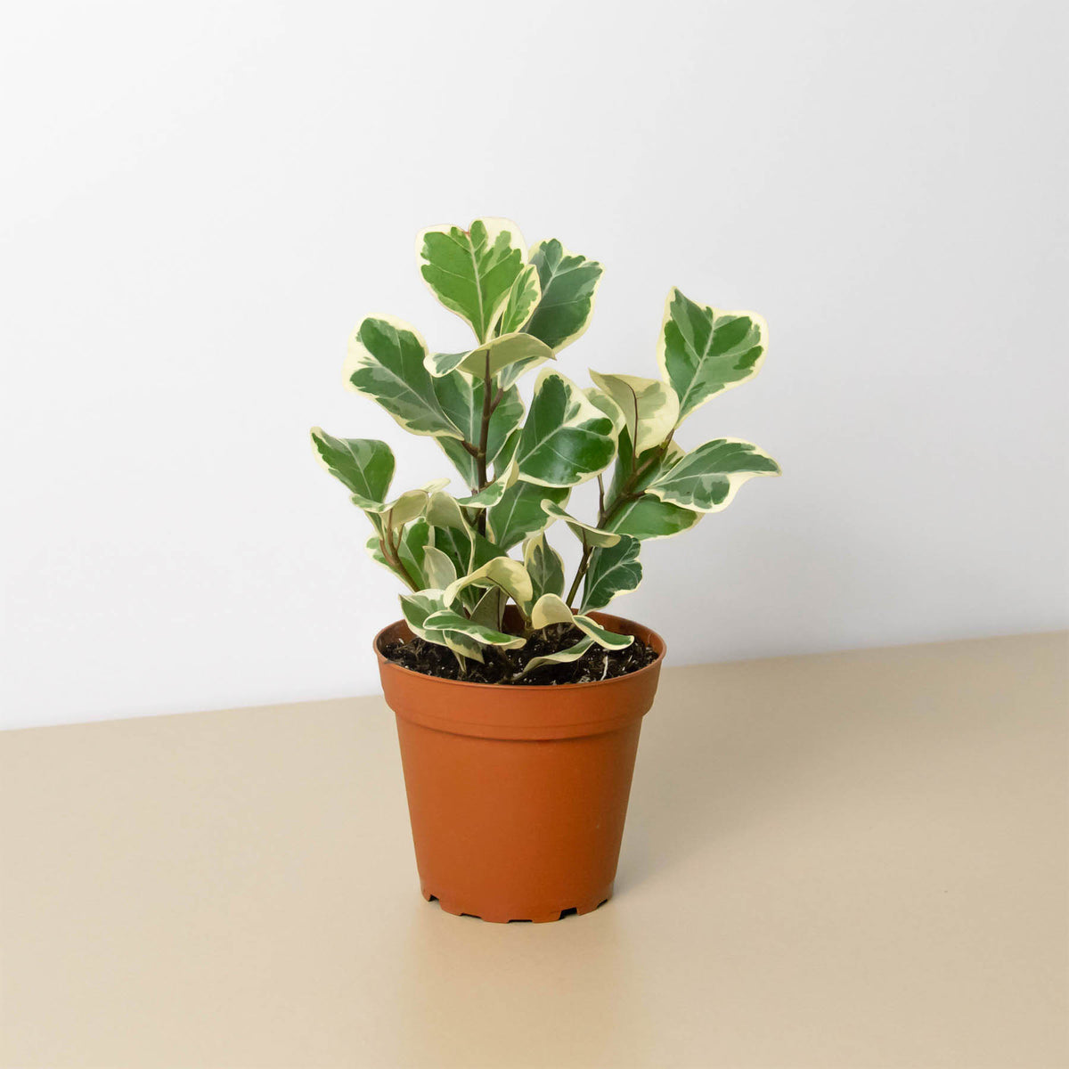 Ficus 'Triangularis Variegated' | Indoor Plant | Tropical Plant | Potted  Plant