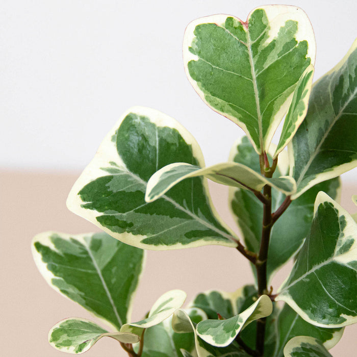 is ficus triangularis an indoor plant Ficus 'Triangularis Variegated' | Indoor Plant | Tropical Plant | Potted Plant