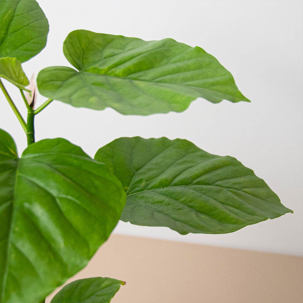 4_FICUS_UMBELLATA_2_1024x1024.