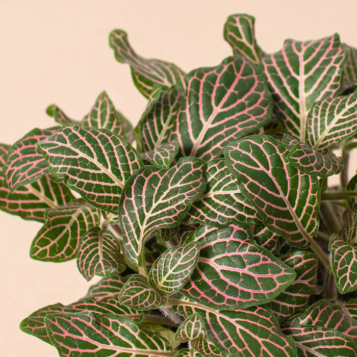hanging fittonia plant Fittonia 'Pink'