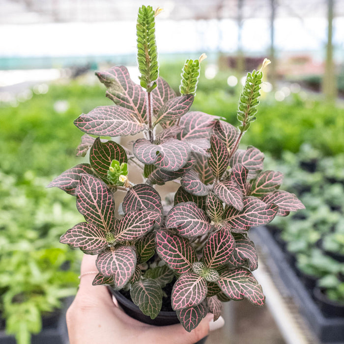 house plant pink Fittonia 'Pink'