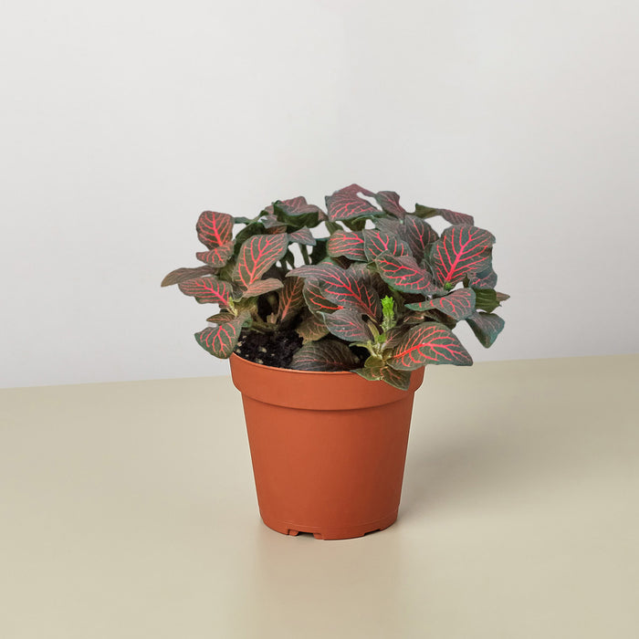Fittonia 'Red'