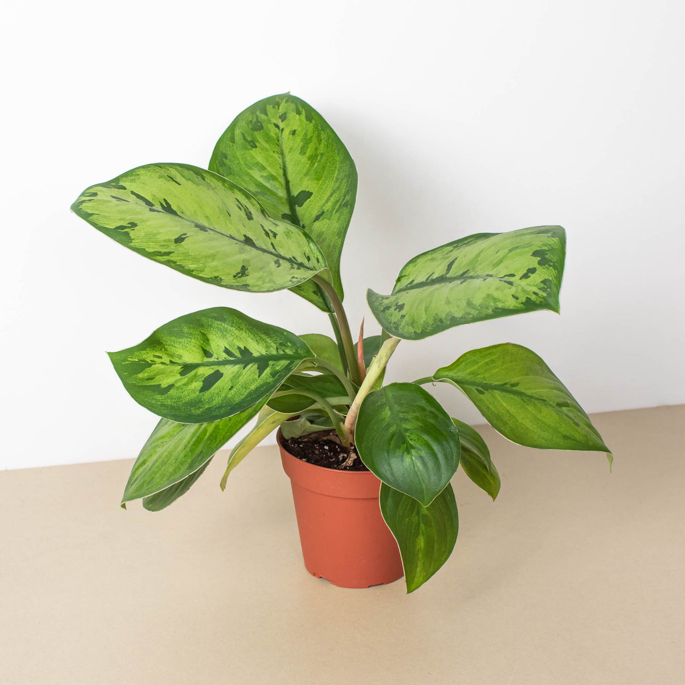 Homalomena 'Selby' — House Plant Shop