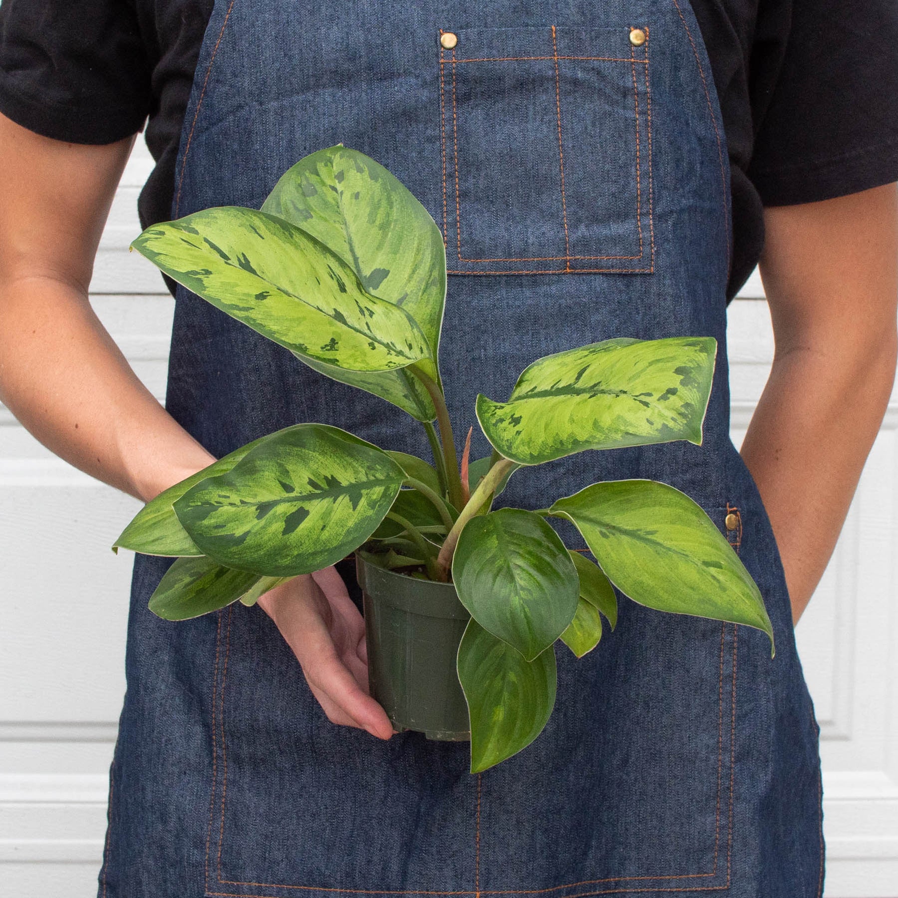 Homalomena 'Selby' — House Plant Shop