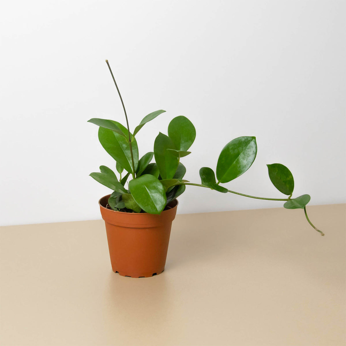 4_HOYA_AUSTRALIS_1_e3c53e72-