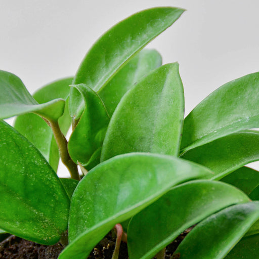wax plant indoor Hoya Carnosa | Indoor Plant | Tropical Plant | Potted Plant