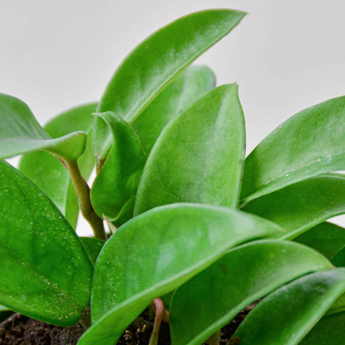 shiny leaves indoor plants Hoya Carnosa | Indoor Plant | Tropical Plant | Potted Plant