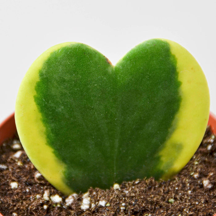 variegated hoya heart succulent Hoya 'Sweetheart Variegated' | Indoor Plant | Tropical Plant | Potted Plant