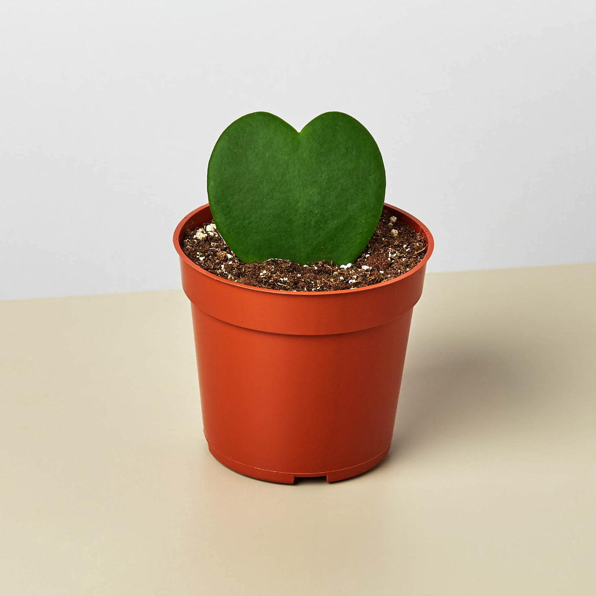 heart indoor plant Hoya 'Sweetheart' | Indoor Plant | Tropical Plant | Potted Plant