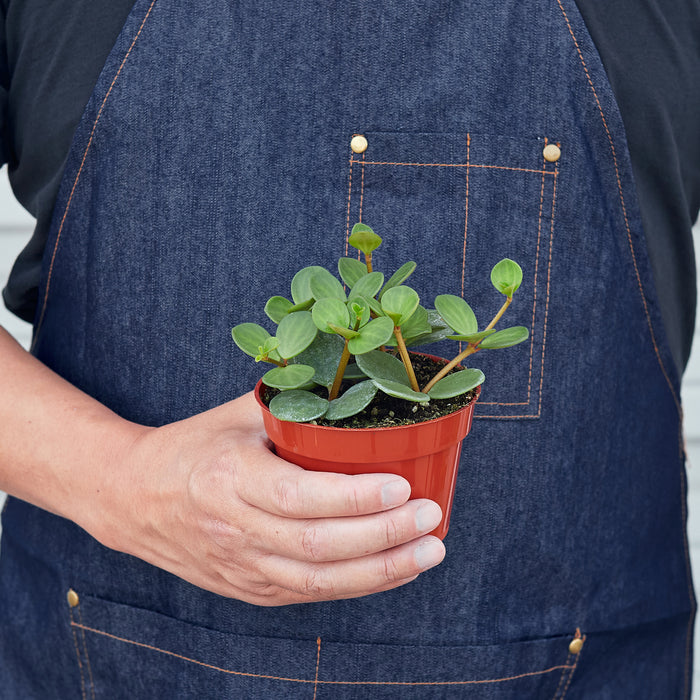 hope house plant Hoya 'Hope' - 4" Pot | Indoor Plant | Tropical Plant | Potted Plant