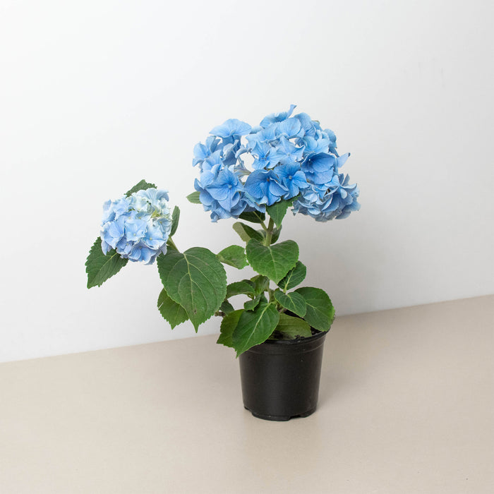 house plant hydrangea Blue Hydrangea | Indoor Plant | Tropical Plant | Potted Plant