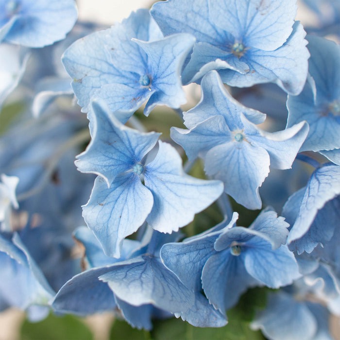 blue house plants Blue Hydrangea | Indoor Plant | Tropical Plant | Potted Plant