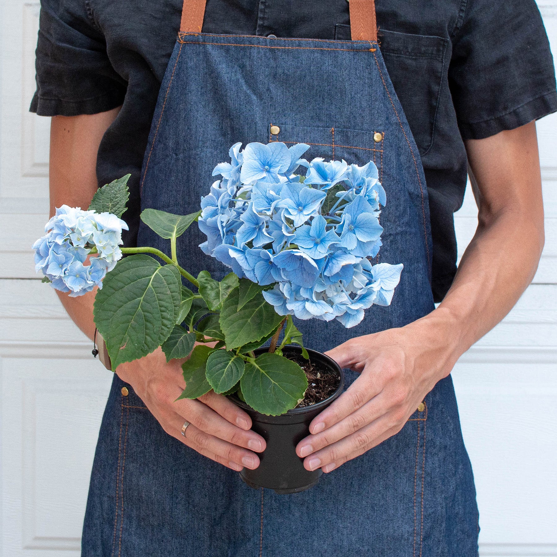 Blue Hydrangea