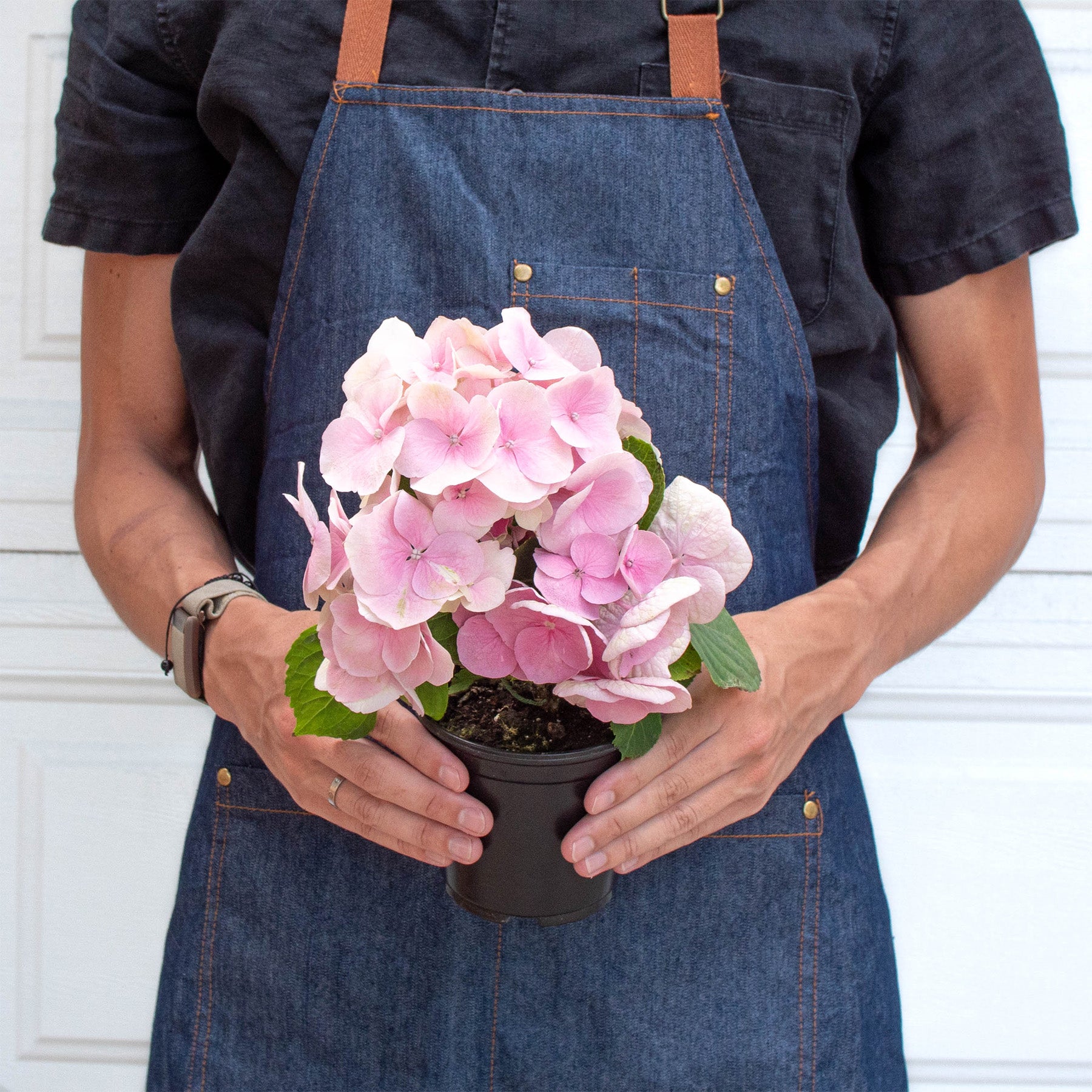 Pink Hydrangea