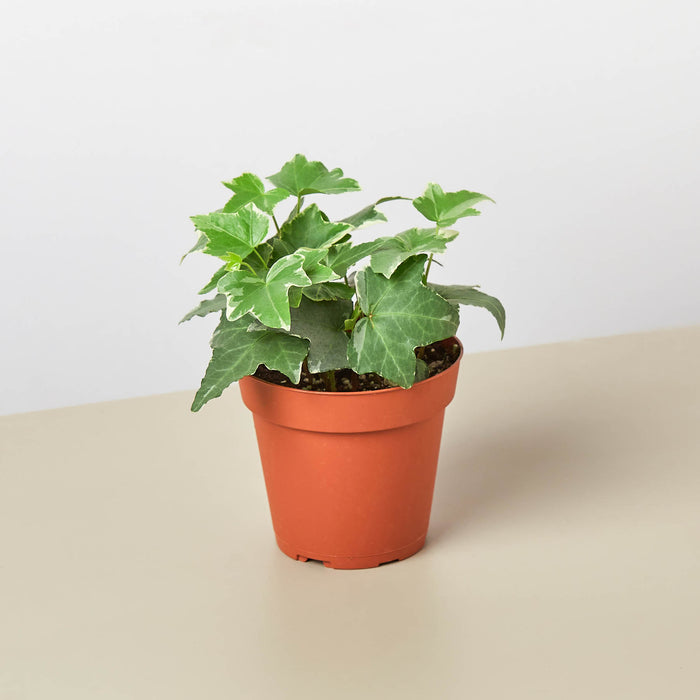 indoor ivy plants English Ivy 'Glacier' | Indoor Plant | Tropical Plant | Potted Plant